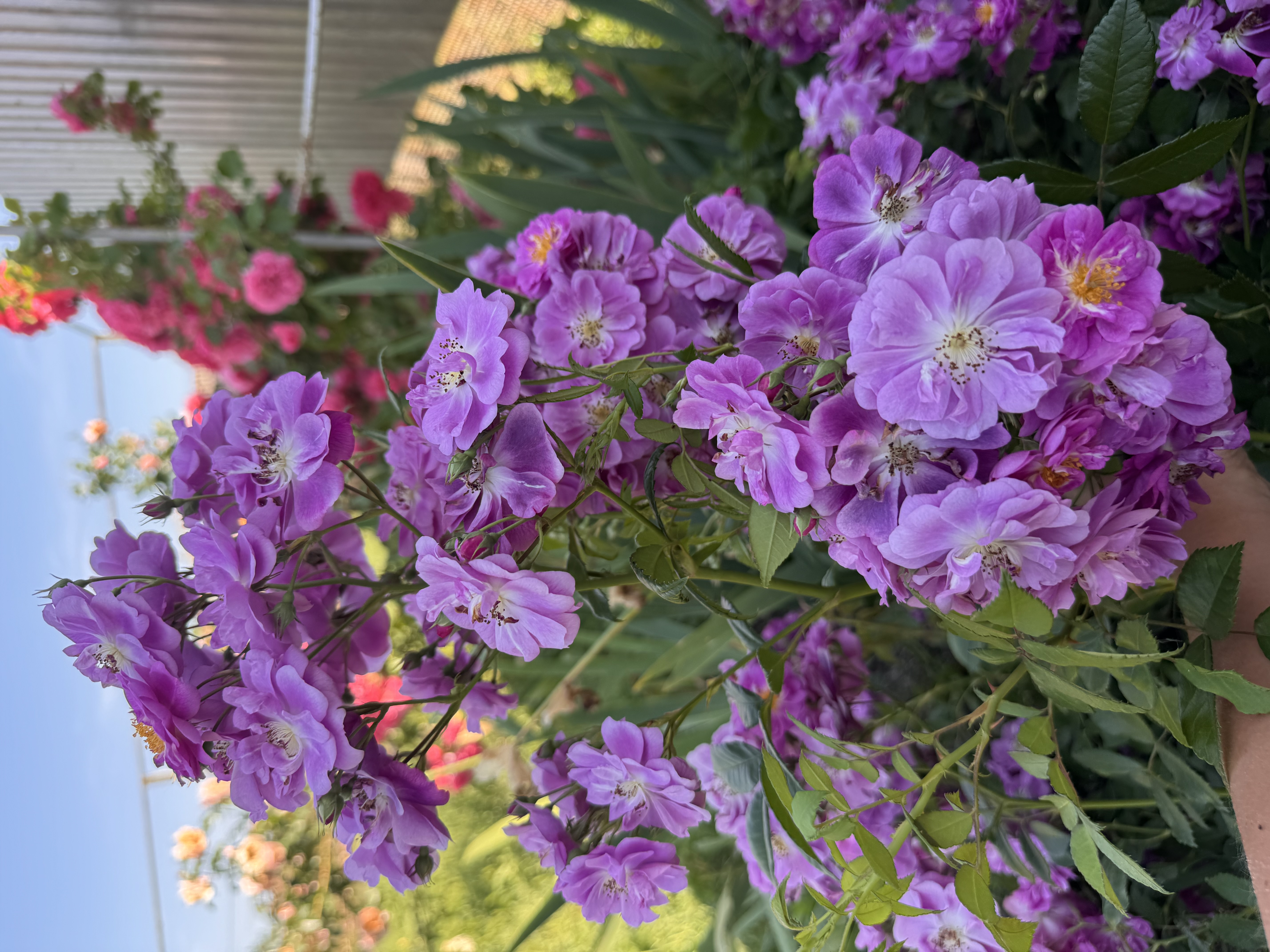 Перпл Скайлайнер/Purple Skyliner