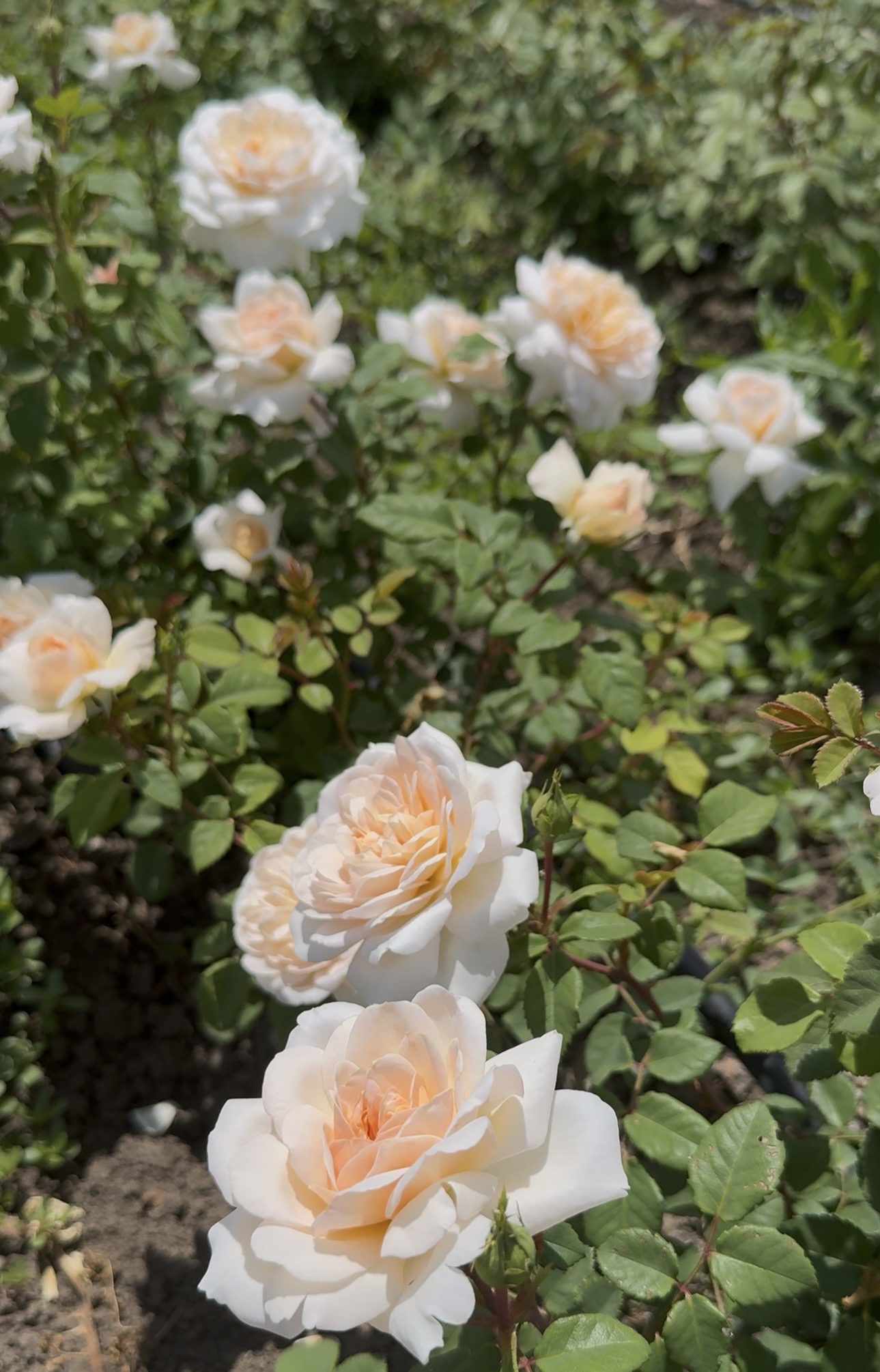 Крокус Роуз/Crocus Rose
