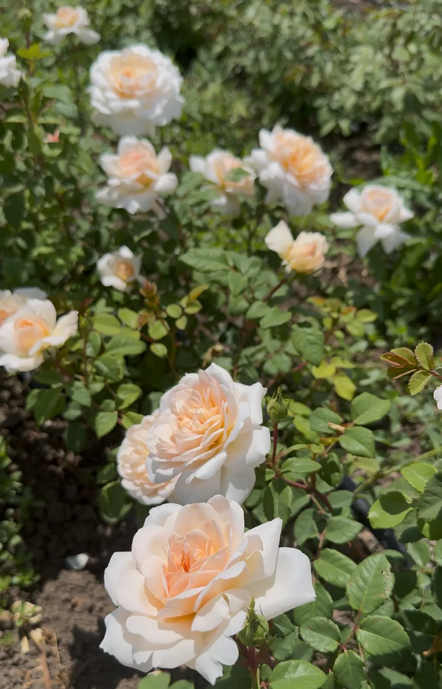 Крокус Роуз/Crocus Rose