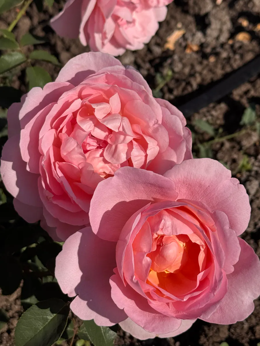Дам дэ Шенонсо/Dames de Chenonceau