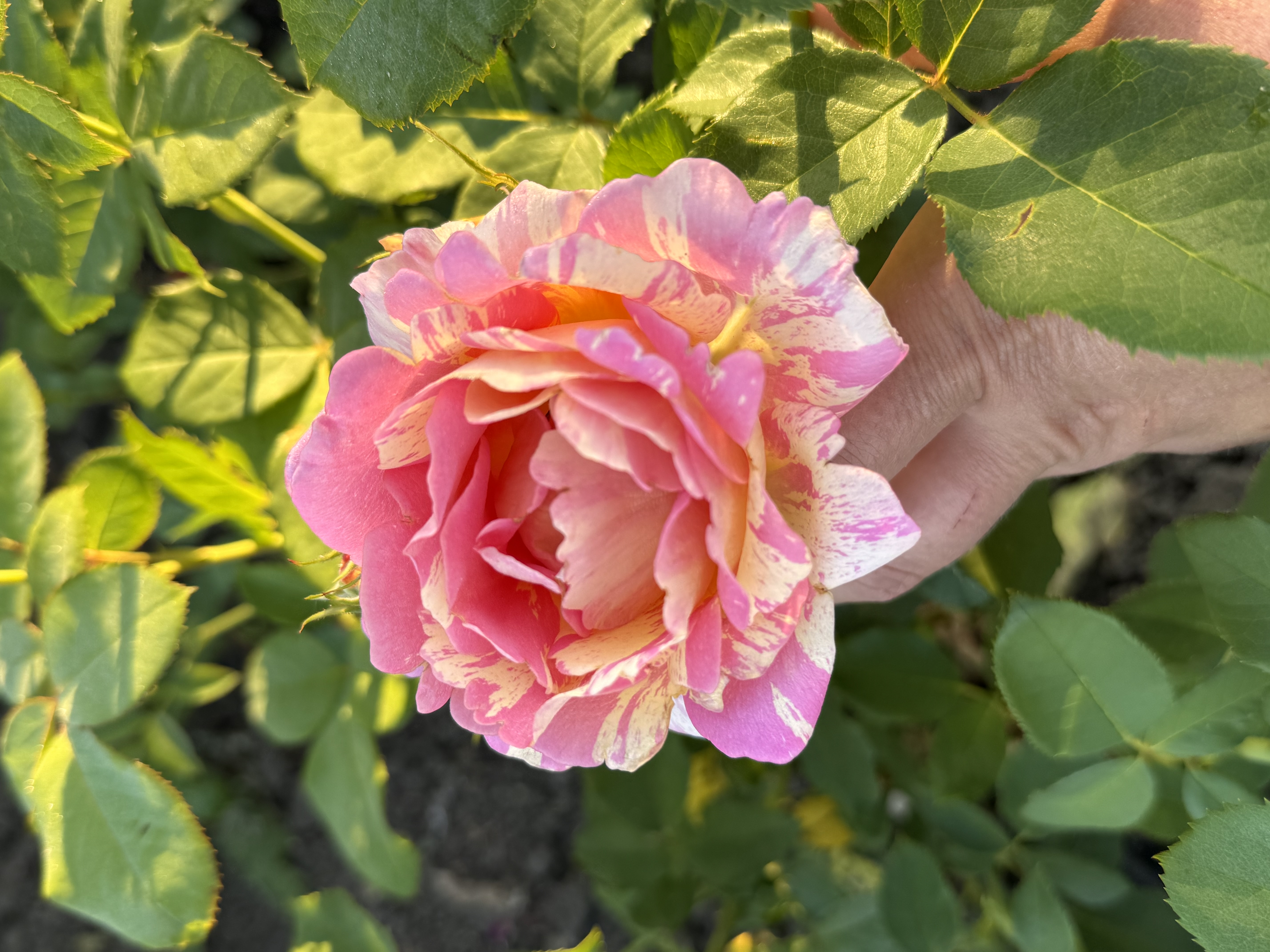 Роз дэ Цистерсьен/Rose des Cisterciens