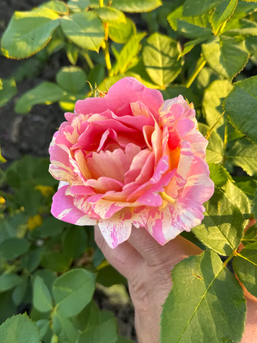 Роз дэ Цистерсьен/Rose des Cisterciens