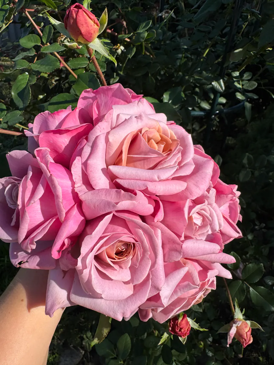 Симпли Джорджиус/Simply Gorgeous